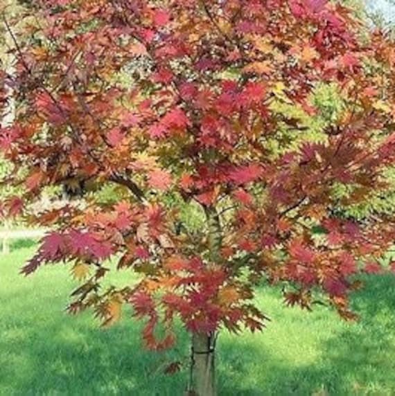 Korean maple tree Seeds 25 Graines Acer pseudosieboldianum 