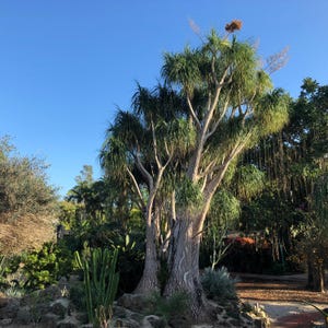 Palmboom met paardenstaart (Beaucarnea Recurvata) zaden - NIEUW IN 2025
