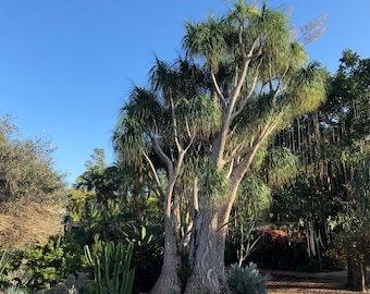 Ponytail Palm Tree (Beaucarnea Recurvata) Seeds - NEW FOR 2025