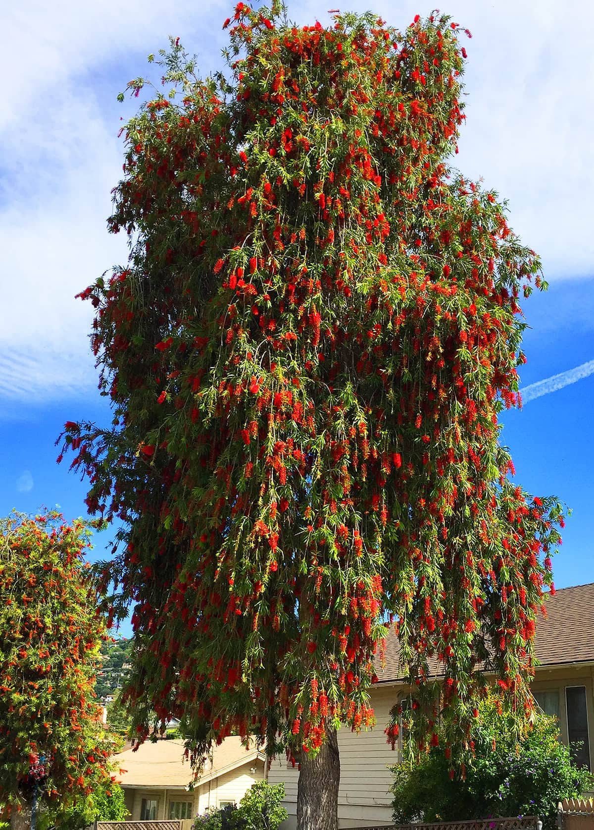 Bottlebrush Tree Melaleuca Citrina pendula Seeds Etsy bottlebrush-tree-melaleuca-citrina-pendula-seeds-etsy