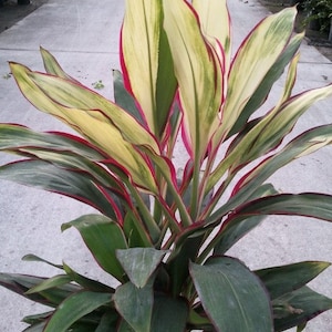 キャンディケーンコルディリネTi植物の種子