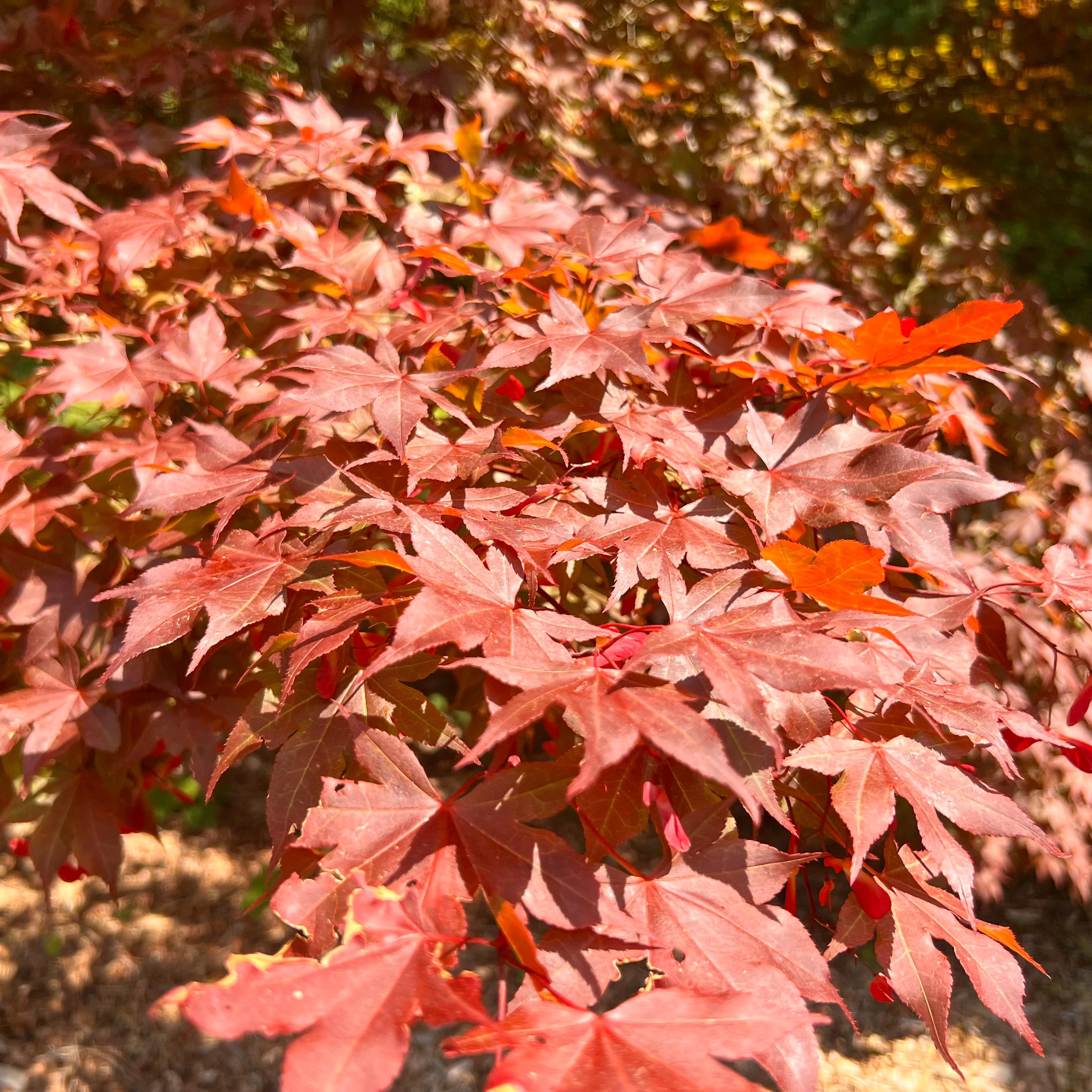 Yezo-nishiki Japanese Maple Tree (acer Palmatum 'yezo-nishiki