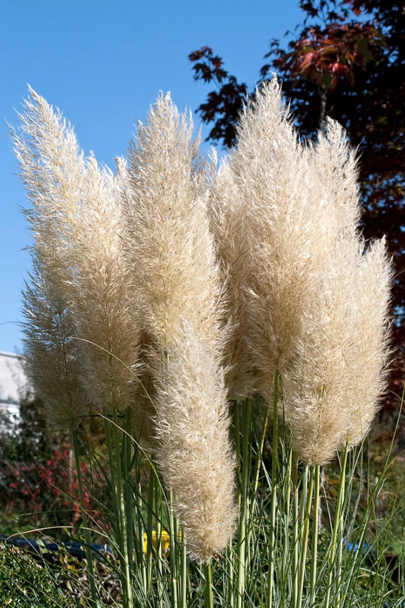 White Pampas Ornamental Grass Cortaderia Selloana 'Alba' Seeds image 4