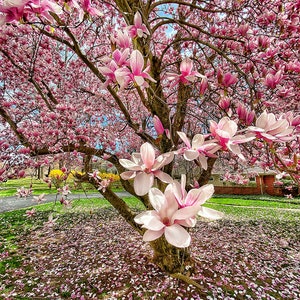 Saucer Magnolia Tree Magnolia Soulangeana Seeds image 1