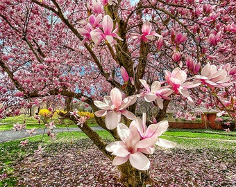 Graines de magnolia (Magnolia soulangeana)