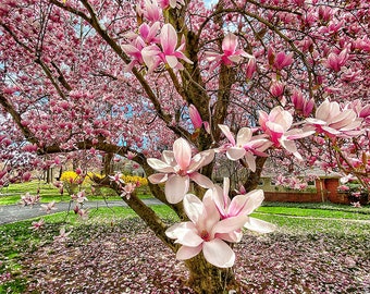 Saucer Magnolia Tree (Magnolia Soulangeana) Seeds