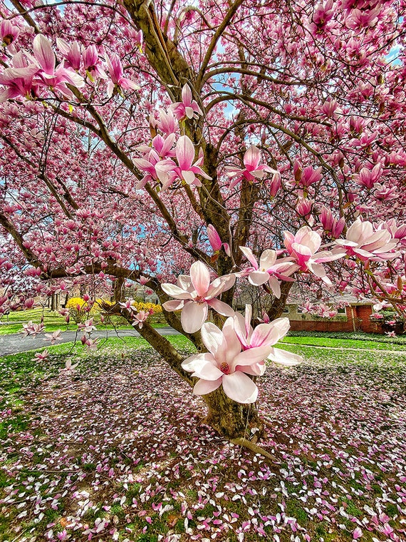 Magnolia (bílými květy, kvetoucí magnolie, druhů kultivarů, druhů kultivarů magnolií) Magnolia