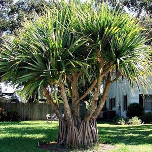 May include: A mature Pandanus tree with multiple trunks and aerial roots. The tree features long, green, blade-like leaves radiating from the branches. The tree is set in a grassy yard with a house and fence in the background.
