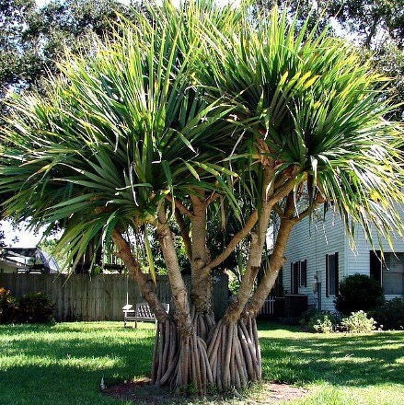 May include: A mature Pandanus tree with multiple trunks and aerial roots. The tree features long, green, blade-like leaves radiating from the branches. The tree is set in a grassy yard with a house and fence in the background.