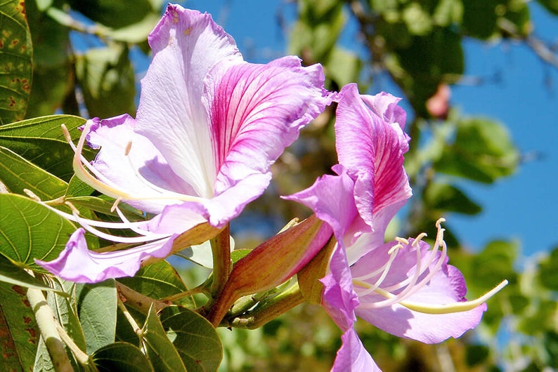 Pink Orchid Tree Bauhinia Monandra Seeds image 3