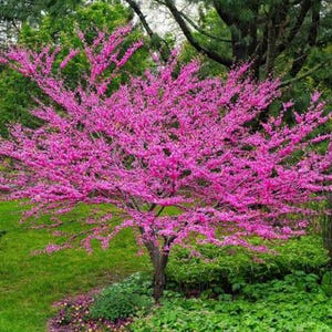 Chinese Redbud Tree (Cercis Chinensis) Seeds - NEW FOR FALL 2024