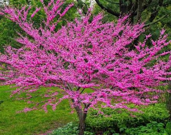 Chinese Redbud Tree (Cercis Chinensis) Seeds
