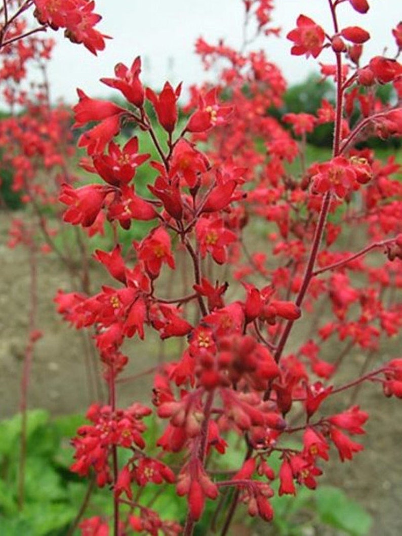 Scarlet Sage Salvia Plant Salvia Coccinea Seeds image 3