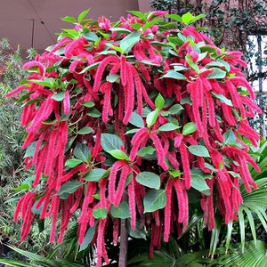 Chenille Pflanze Acalypha Hispida Samen Bild 1