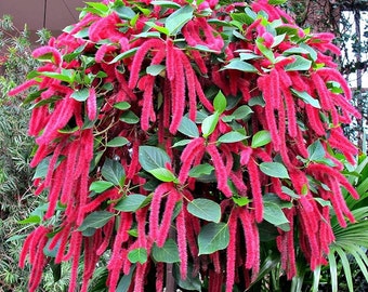 Chenille Plant (Acalypha Hispida) Seeds