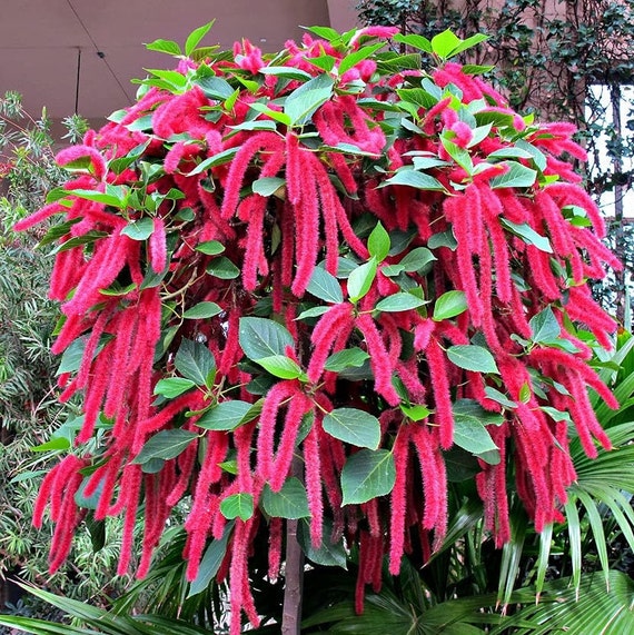 Patio, Lawn & Garden Acalypha Hispida Rare 5 Seeds * Chenille Plant
