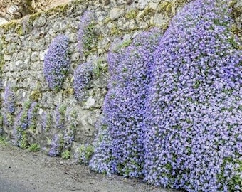 ペールブルーロッククレスのグランドカバー植物（Aubrieta Hybrida