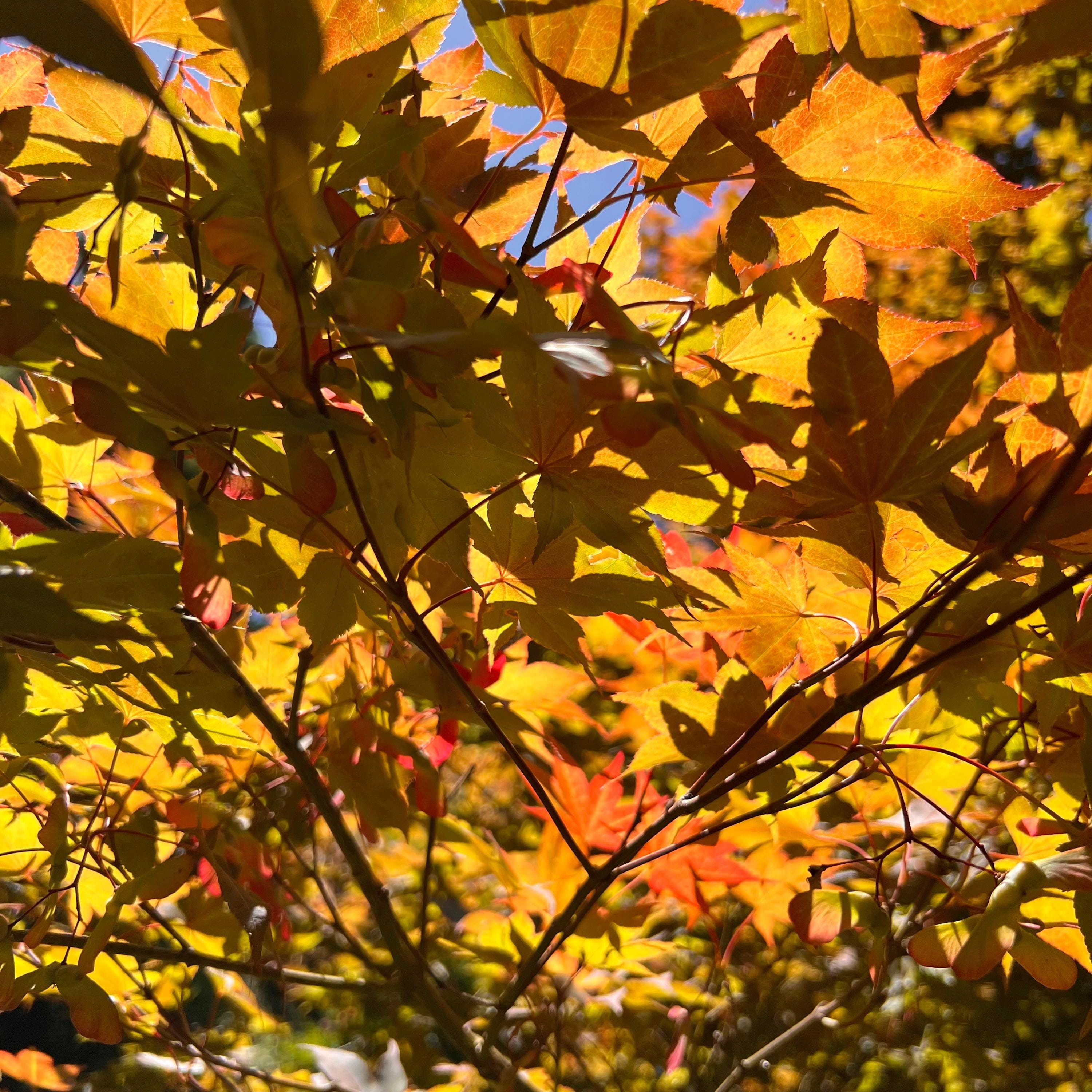 Yezo-nishiki Japanese Maple Tree (acer Palmatum 'yezo-nishiki