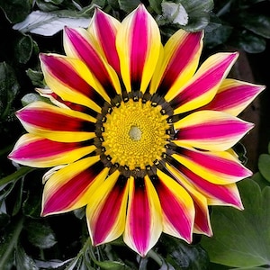 Graines Fleur trésor (Gazania Rigens)