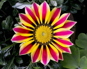 Treasure Flower (Gazania Rigens) Seeds