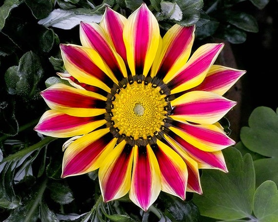 Buy Treasure Flower gazania Rigens Seeds Online in India - Etsy