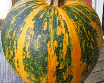 Organic Lady Godiva Pumpkin Plant (Cucurbita Pepo) Seeds