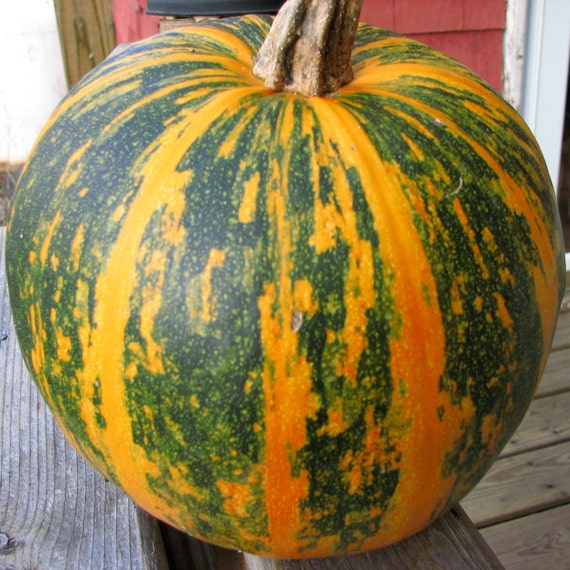 Organic Lady Godiva Pumpkin Plant cucurbita Pepo Seeds - Etsy
