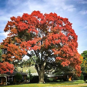 Scarlet Red Oak Tree Seeds