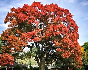 Scarlet Red Oak Tree-zaden