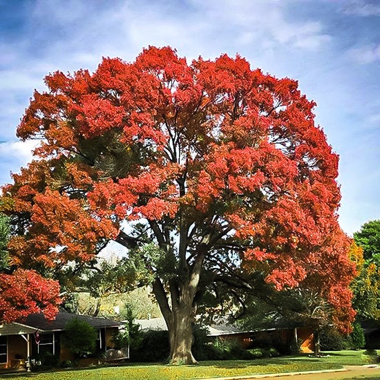 Scarlet Red Oak Tree Seeds Etsy