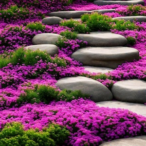 Royal Carpet Creeping Thyme Ornamental Groundcover (Thymus Serpyllum) Seeds - NEW FOR 2025!