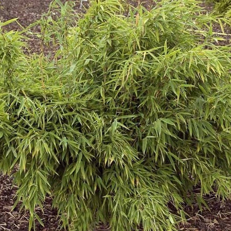 Graines de bambou parapluie Fargesia murielae image 3