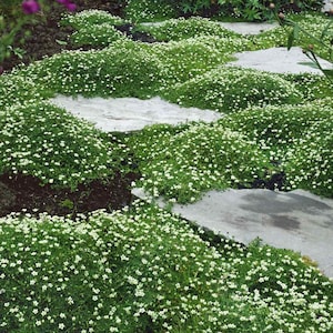 Irish Moss Ornamental Groundcover (Sagina Subulata) Seeds