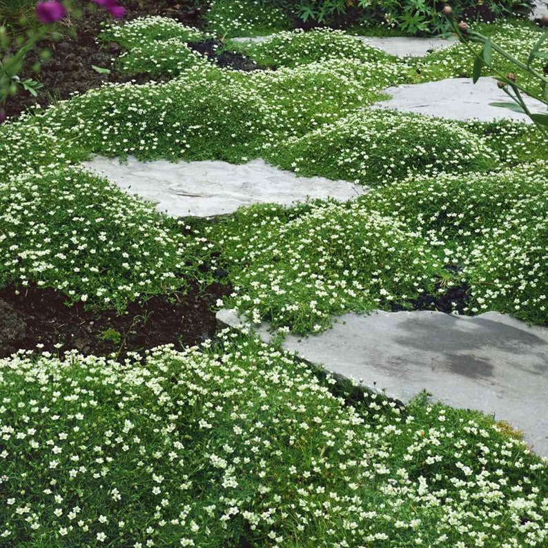 Irish Moss Ornamental Groundcover Sagina Subulata Seeds image 1