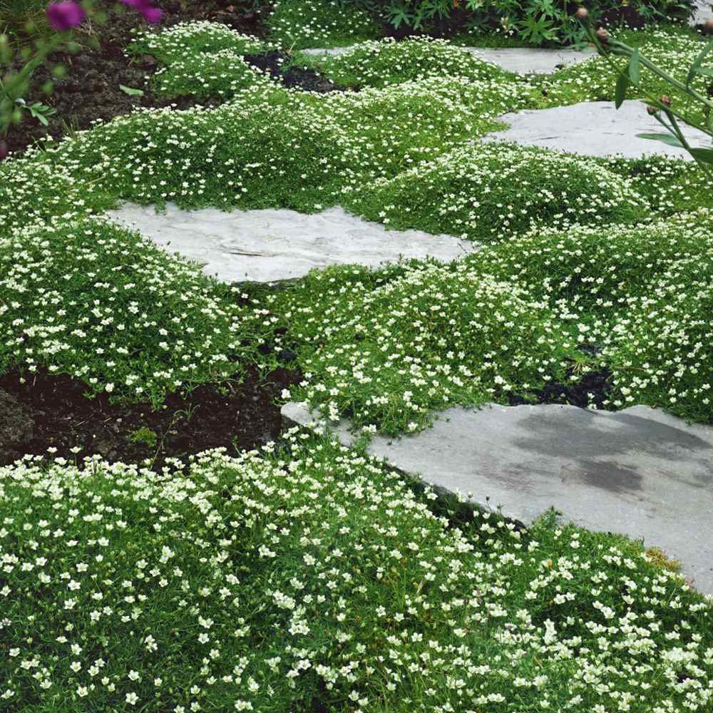 Irish Moss Ornamental Groundcover sagina Subulata Seeds Etsy