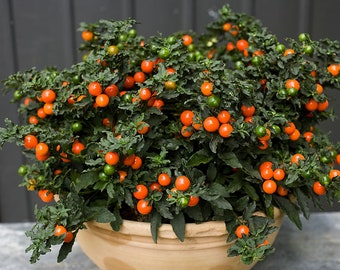 Jerusalem Cherry Plant (Solanum Pseudocapsicum) Seeds