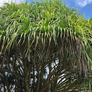 May include: A lush green tree with long, slender leaves cascading downwards. The tree's foliage is dense and vibrant, with a mix of light and dark green hues. The trunk and branches are a dark brown color, creating a striking contrast with the bright leaves.