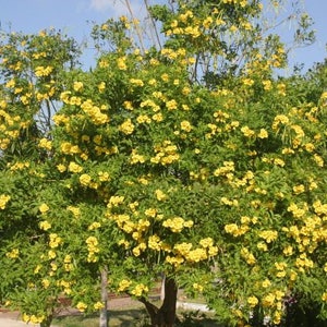 May include: A large tree with bright yellow flowers in full bloom. The tree is in a garden setting with a blue sky in the background.