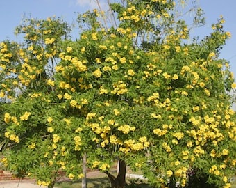 Semi di sambuco giallo (Tecoma Stans)