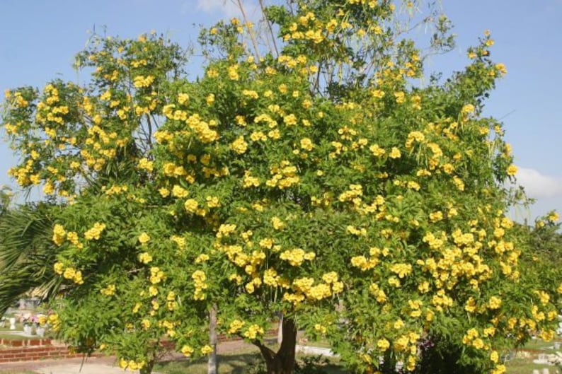 Yellow Elder Tree Tecoma Stans Seeds image 1