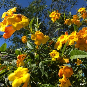 Yellow Elder Tree Tecoma Stans Seeds image 3