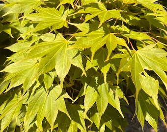 Aspen Green Japanese Maple Tree (Acer Palmatum 'Aspen Green') Seeds - NEW FOR FALL 2025