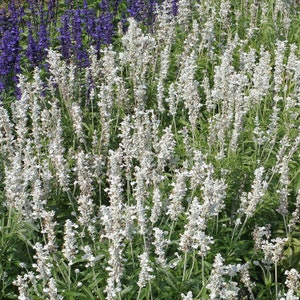 White Salvia Plant (Salvia Forinacea &#39;White Victory&#39;) Seeds
