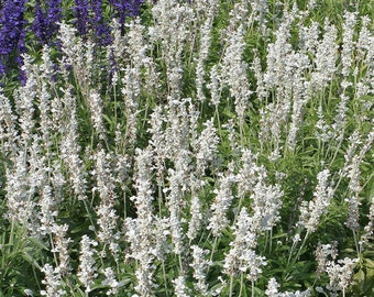 White Salvia Plant (Salvia Forinacea 'White Victory') Seeds