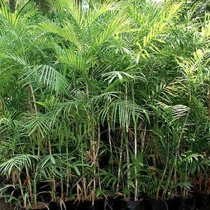 Bamboo Palm Tree Chamaedorea Seifrizii Seeds LIMITED BATCH image 1