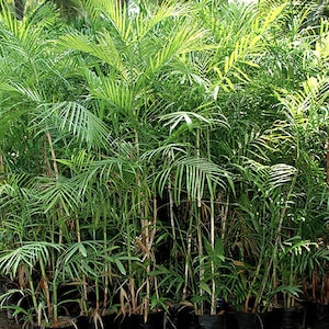 Bamboo Palm Tree (Chamaedorea Seifrizii) Seeds - LIMITED BATCH