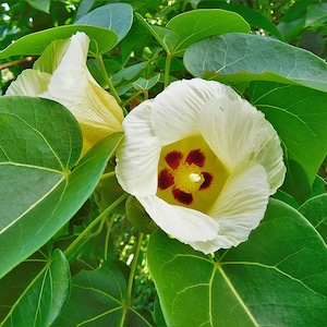 Sementes de Tulipa Rosewood (Thespesia Populnea)