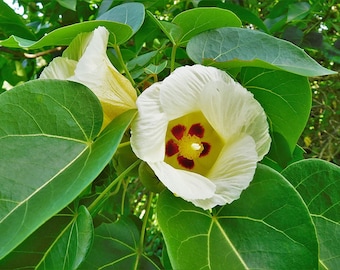 May include: A close-up of a white flower with a red and yellow centre. The flower is surrounded by green leaves.