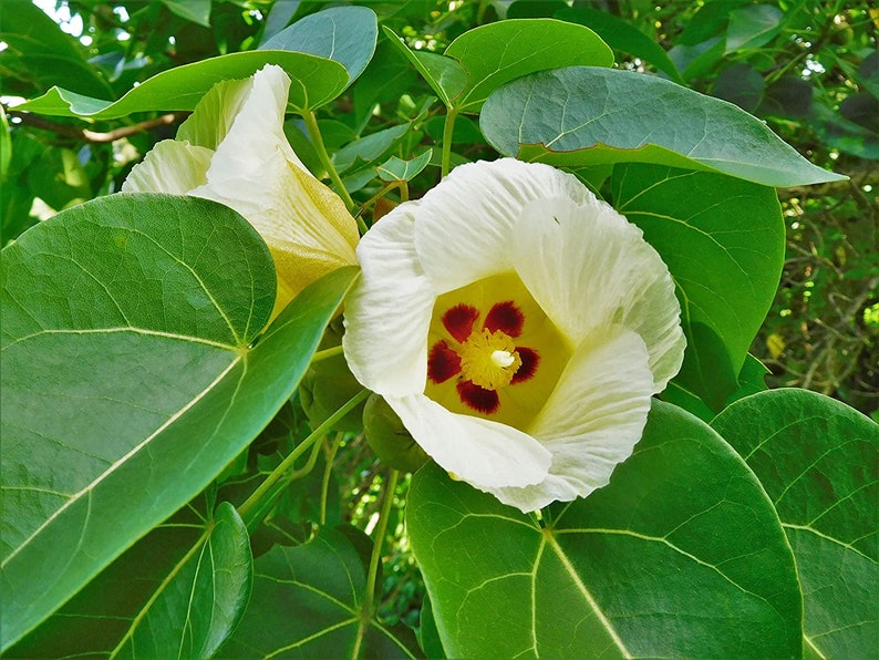 Rosewood Tulip Tree Thespesia Populnea Seeds image 1