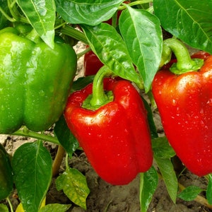 Organic Grand Bell Pepper Plant Capsicum Annuum Seeds image 1